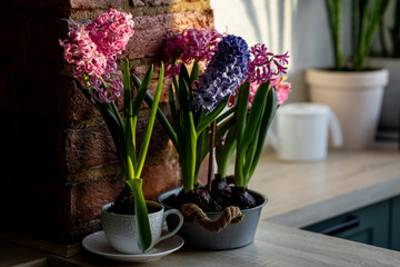 Easter spring home decor composition. Basket with blooming beautiful springtime bulbous pink and purple hyacinth flowers. Cozy countryside kitchen interior with brick wall, morning light