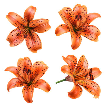 Tiger Lily Images  Browse 22,916 Stock Photos, Vectors, and Video | Adobe  Stock