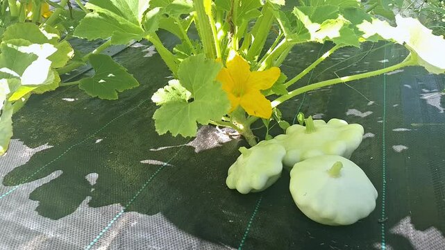 Sunlit garden with white squash and yellow blossoms