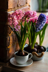Spring floral home decor, cozy atmosphere. Bright fresh purple and pink bulbous hyacinth flowers on wooden windowsill. Springtime gardening concept. Sustainable lifestyle, earth day