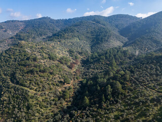 Fototapeta premium Fog covering olive tree crops growing on rolling hills in southern europe landscape