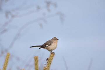 Obraz premium Mocking bird perched on a cholla cactus looking into the blue sky