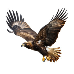 Obraz premium Golden eagle hunting with outstretched wings against a stark transparent background in a dynamic display of power, hunting golden eagle, aquila chrysaetos, isolated on transparent background