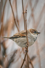 SPARROW.ARW