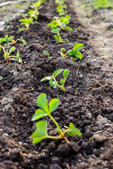 Transplanting strawberries in spring. A bed with young strawberry plants planted in two rows in the garden