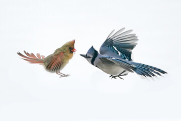 Fototapeta premium Female CArdinal ejecting Blue Jay from feeder against bright white snow