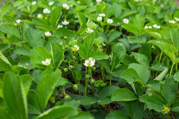 Field with blooming strawberries in the garden. Green leaves and white flowers in spring