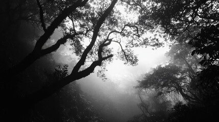 Mysterious Black and White Forest Photography with Sunbeams Breaking Through Trees in Fog