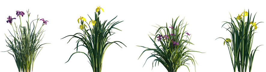 Set of Iris sanguinea and Iris pseudacorus frontal isolated png on a transparent background perfectly cutout high resolution