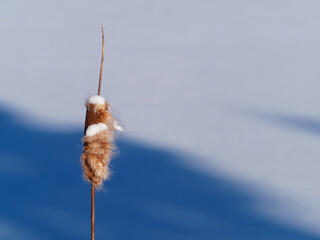 Dry Cattail in the Winter