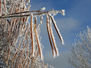 Western Catalpa tree pods covered by hoar frost, Colorado