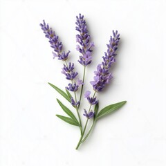 Naklejka premium lavender flowers isolated on white background