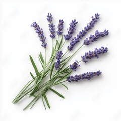 Naklejka premium lavender flowers isolated on white background