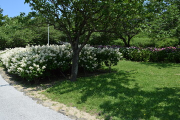 初夏の花 アジサイ園