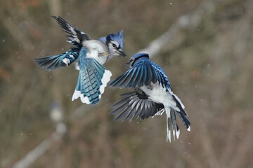 Blue  Jays on freezing winter day with biting wind