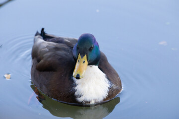 duck bird on blue lake