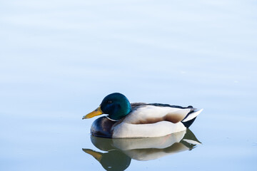 Obraz premium duck bird on blue lake