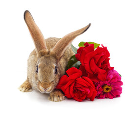 Rabbit and a bouquet of red roses.