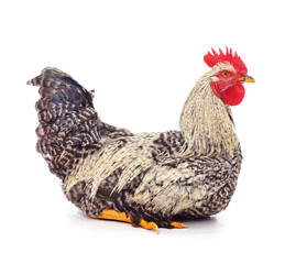 One grey cock.