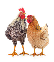 Gray rooster and red hen.
