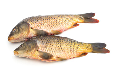 Two fresh fish ready for cooking.