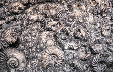 Fossils remain of ammonoids spiral shelled cephalopods