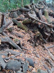 trunks in the forest