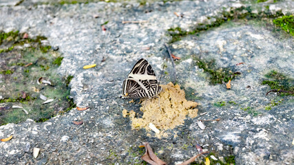 Colobura dirce or Dirce Beauty (Zebra Mosaic is a butterfly of Nymphalidae family that is seen from Central America to South America.