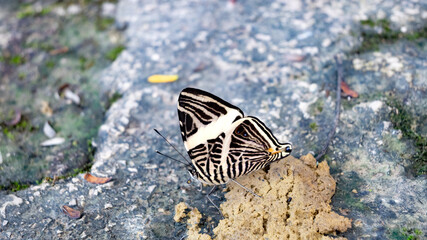Colobura dirce or Dirce Beauty (Zebra Mosaic is a butterfly of Nymphalidae family that is seen from Central America to South America.