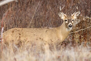 Young white tailed buck