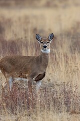 white tailed doe