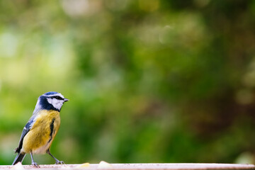Eurasian blue tit with bokeh background	