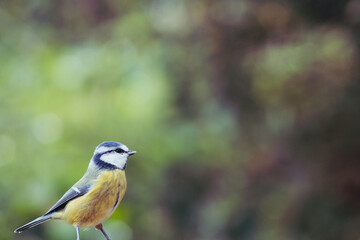 Eurasian blue tit with bokeh background	