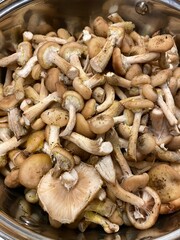 mushrooms in a basket