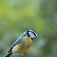 Eurasian blue tit with bokeh background	
