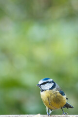 Eurasian blue tit with bokeh background	