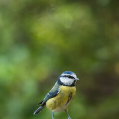 Eurasian blue tit with bokeh background	