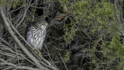 Hawk perched among branches in natural habitat