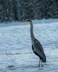 A majestic heron standing on a snowy surface, holding a freshly caught fish in its beak. 