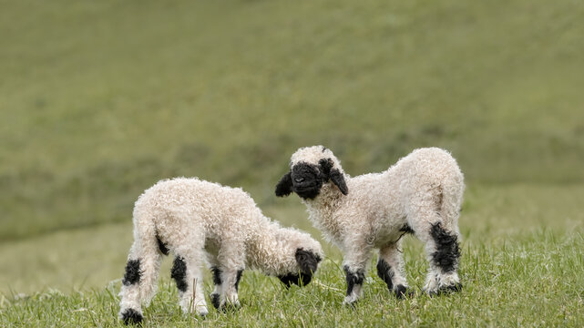 Two Valais Blacknose Lambs