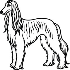 afghan line arts with white background. afghan hound portrait drawing, realistic hand drawing line art, pencil sketch, isolated silhouette