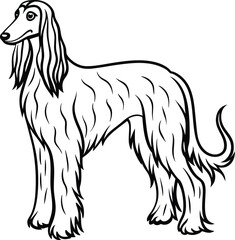 afghan line arts with white background. afghan hound portrait drawing, realistic hand drawing line art, pencil sketch, isolated silhouette