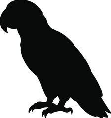 African grey parrot line arts with white background . Vector black gray African parrot silhouette isolated on white background © Bharotray