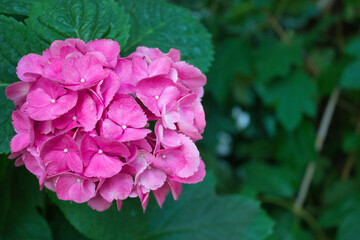 Pink hydrangea blossom with vibrant leaves