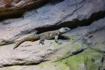 Spiny Lizard Resting on Rocky Terrain