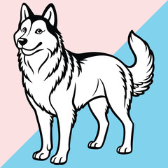 Alaskan klee kai silhouette of a standing dog. Alaskan Klee Kai vector illustration isolated on white background in cartoon style.