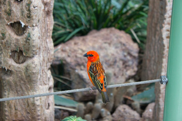 Bright red bird perched on green thorny branch