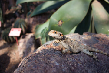 Lizard on Rock in Cactus Garden