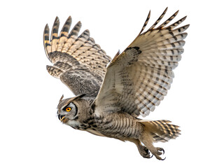 Fototapeta premium Great Horned Owl in Flight on Transparent Background. PNG