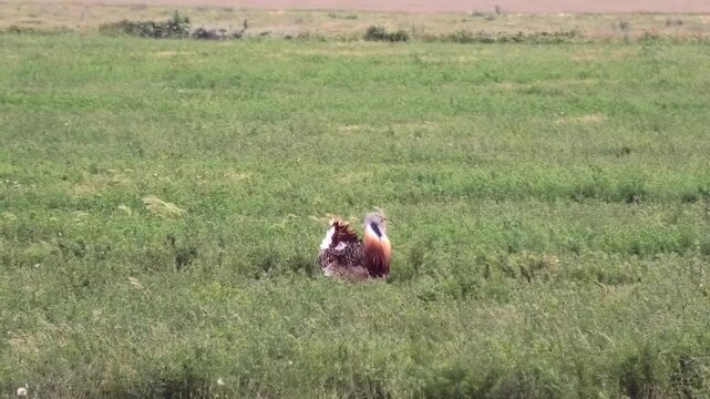 A male bustard stands proudly in a lush green field, its feathers ruffled by the gentle wind, showcasing the elegance and grandeur of this remarkable bird in its natural habitat
